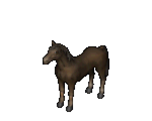 Native dark horse colour
