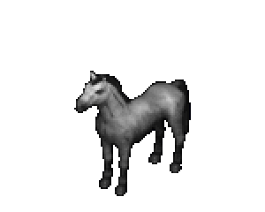 Native grey horse colour